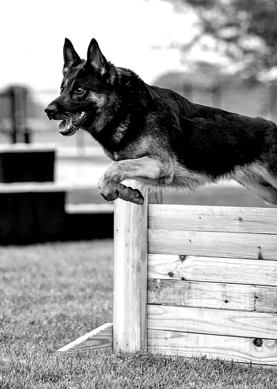 A dog clearing a hurdle