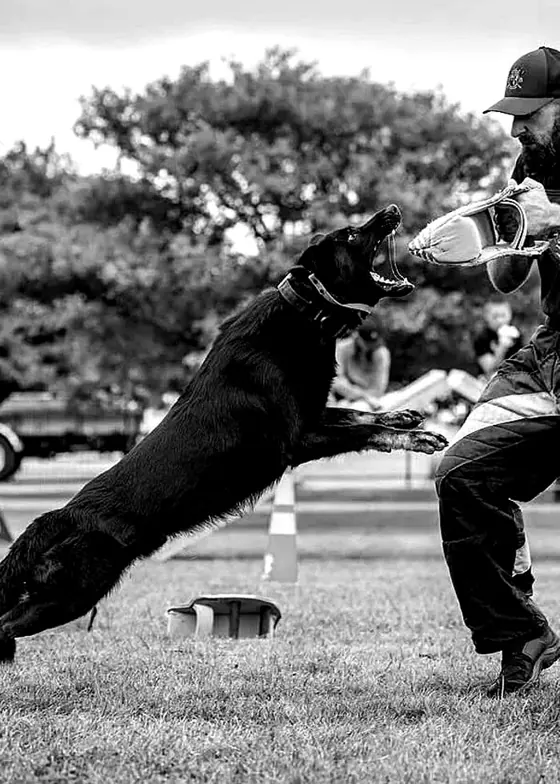 A dog taking the sleeve