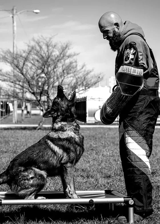 Platform obedience work