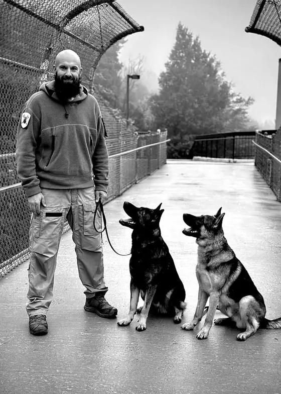 Two dogs worked on lead